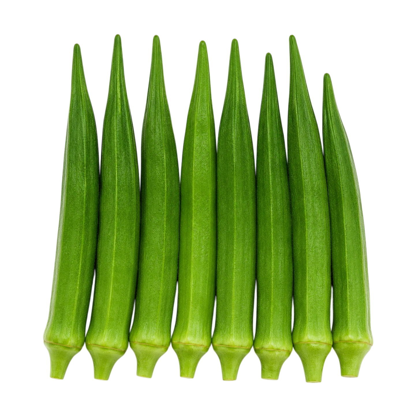 Premium Okra Seeds (Lady Finger) Pack of 100 Seeds