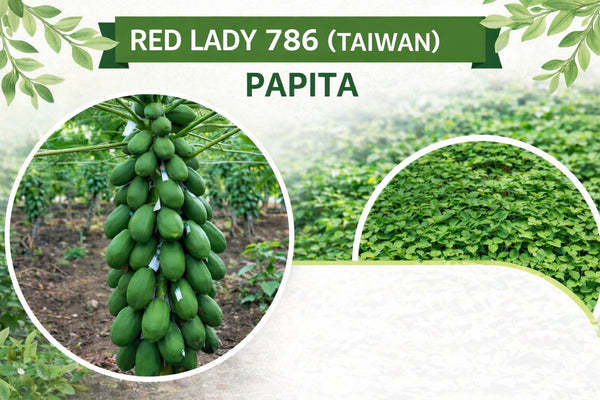 Red Lady 786 Papita (Taiwan)
