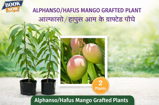 Alphonso / Hapus Mango – Grafted Plant