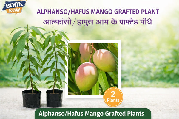 Alphonso / Hapus Mango – Grafted Plant