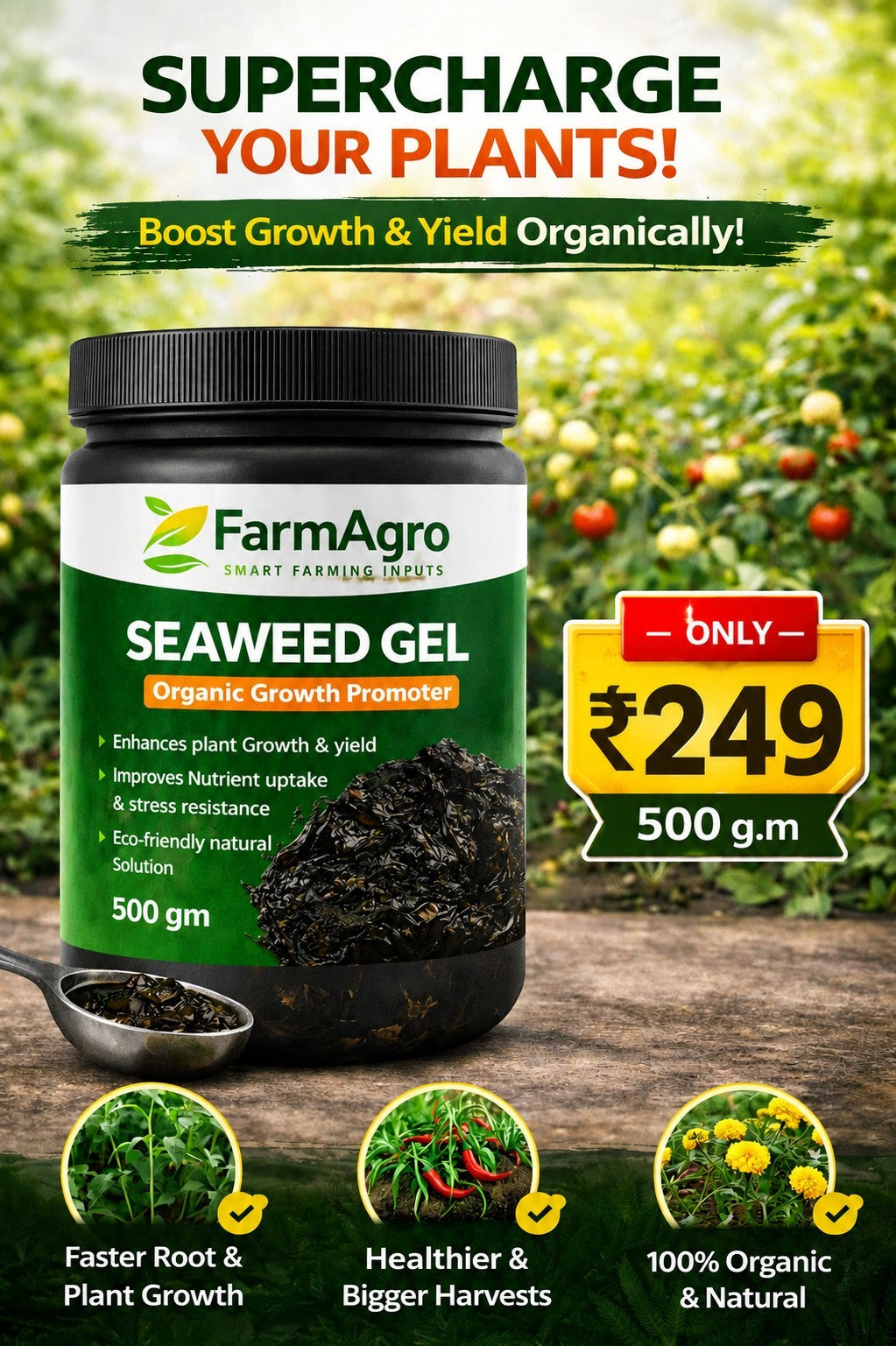 Sea Weed Gel Extract Gel