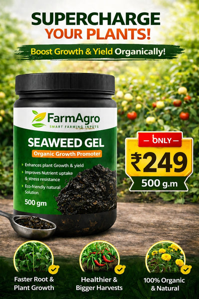 Sea Weed Gel Extract Gel